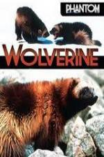 Watch National Geographic Phantom Wolverine Viooz