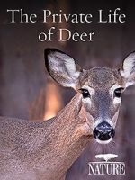 Watch The Private Life of Deer Viooz