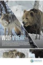 Watch Wolf vs Bear Viooz