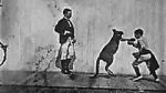 Watch The Boxing Kangaroo (Short 1896) Viooz