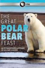 Watch The Great Polar Bear Feast Viooz