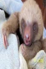 Watch Too Cute! Baby Sloths Viooz