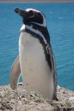 Watch National Geographic Wild Chronicles: Penguins Viooz