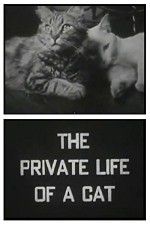 Watch The Private Life of a Cat Viooz