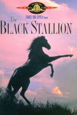 Watch The Black Stallion Viooz