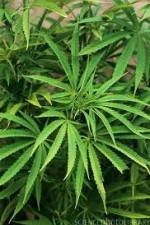 Watch Cannabis Whats The Harm Part 1 Viooz