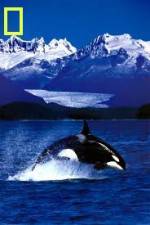 Watch National Geographic Killer Whales Of The Fjord Viooz