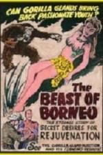 Watch The Beast of Borneo Viooz