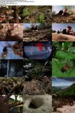 Watch National Geographic Wild - City Of Ants Viooz