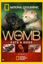 Watch National Geographic In The Womb  Cats Viooz