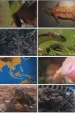 Watch National Geographic Wild : Deadliest Animals Asia Pacific Viooz