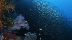 Watch Wild Window: Bejeweled Fishes Viooz
