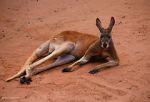 Watch Big Red: The Kangaroo King Viooz