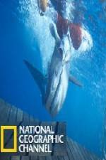 Watch National Geographic Shark Men Surfs Up Viooz