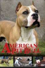 Watch American Pit Bull Viooz