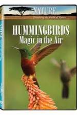 Watch Hummingbirds Magic in the Air Viooz