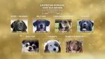 Watch American Humane Hero Dog Awards: 10th Anniversary Celebration (TV Special 2020) Viooz
