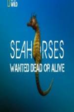 Watch National Geographic - Wild Seahorses Wanted Dead Or Alive Viooz