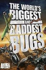 Watch Worlds Biggest and Baddest Bugs Viooz