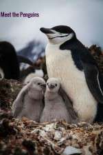 Watch Meet the Penguins Viooz