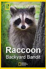 Watch Raccoon: Backyard Bandit Viooz