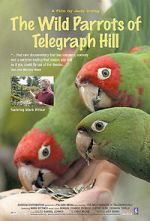 Watch The Wild Parrots of Telegraph Hill Viooz