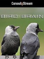Watch Bird Brain Viooz
