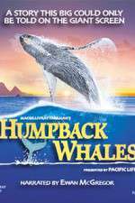 Watch Humpback Whales Viooz