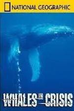 Watch National Geographic: Whales in Crisis Viooz