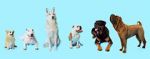 Watch How Dogs Got Their Shapes Viooz