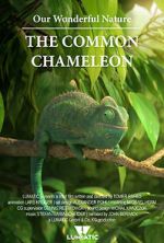 Watch Our Wonderful Nature - The Common Chameleon Viooz