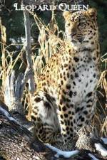 Watch National Geographic Leopard Queen Viooz