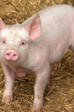 Watch Patent For A Pig: The Big Business of Genetics Viooz