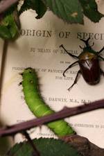 Watch Darwin's Struggle The Evolution of the Origin of Species Viooz