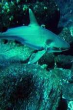 Watch National Geographic: Secret Shark Pits Viooz