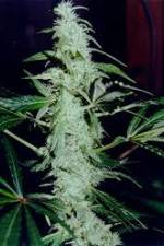Watch Cannabis Whats The Harm Part 2 Viooz