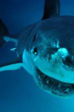 Watch National Geographic. Shark attacks investigated Viooz