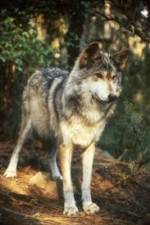 Watch National Geographic Wild - Inside the Wolf Pack Viooz
