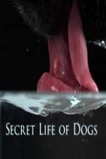 Watch Secret Life of Dog Viooz