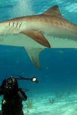 Watch Dive To Tiger Shark Central Viooz