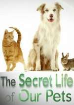 Watch The Secret Life of Our Pets Viooz