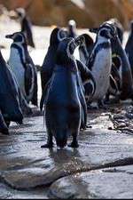 Watch Meet the Penguins Viooz
