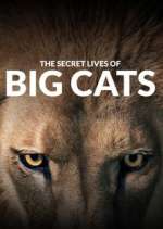 Watch The Secret Lives of Big Cats Viooz