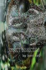 Watch Insect Dissection How Insects Work Viooz