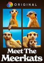 Watch Meet the Meerkats Viooz